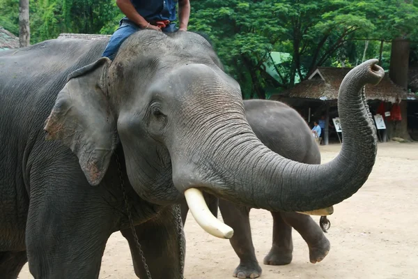 Słoń twarz, chiang mai, Tajlandia — Zdjęcie stockowe