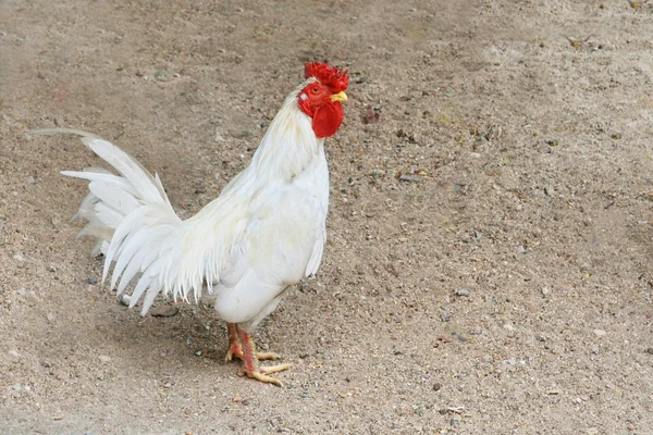 Vit kyckling stå på sand — Stockfoto