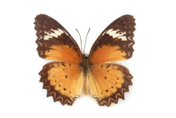 Ein gelber Schmetterling isoliert — Stockfoto
