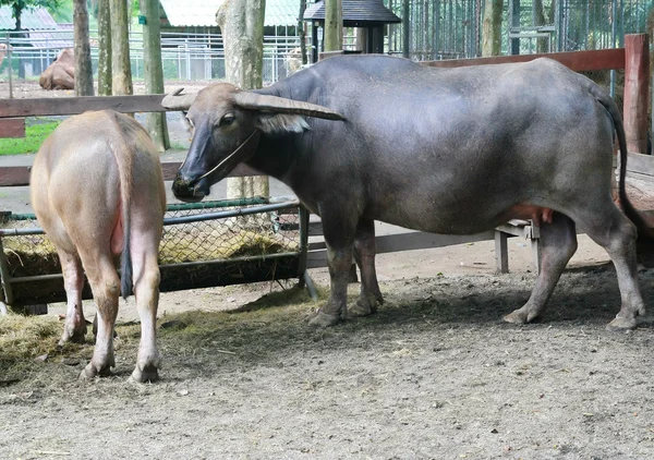 Stora vattenbuffel — Stockfoto