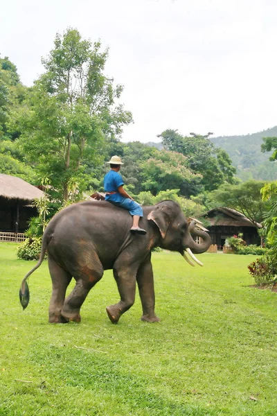 Tajski słoń chodzić w łąki — Zdjęcie stockowe