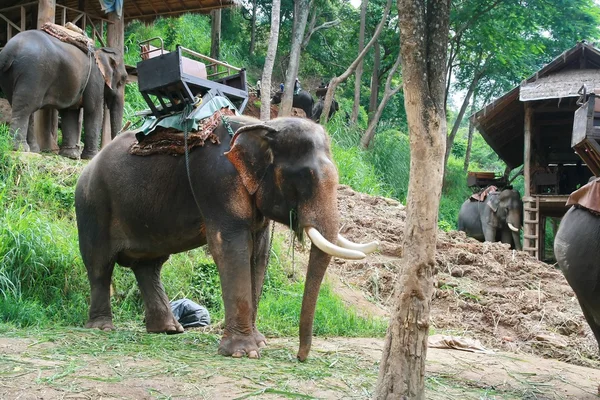 Elefante com presas longas — Fotografia de Stock