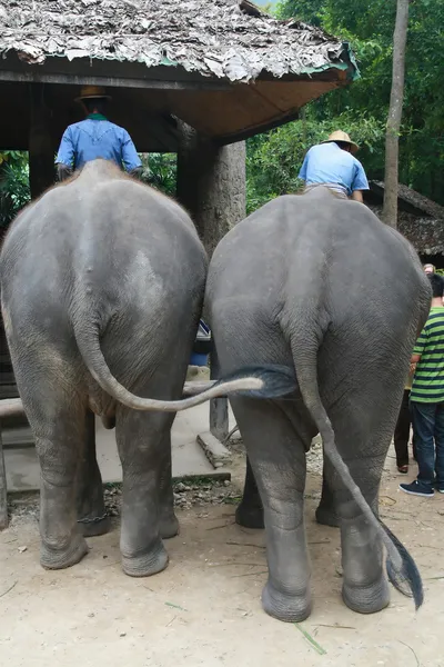 두 코끼리, 태국의 엉덩이 — 스톡 사진