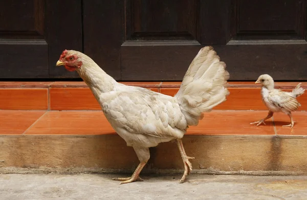 Pollito y gallina con pared de madera — Foto de Stock
