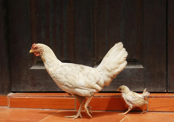 Pollito y gallina con pared de madera — Foto de Stock