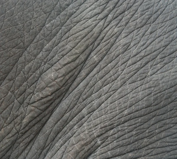 Elephant skin textured,Thailand — Stock Photo, Image