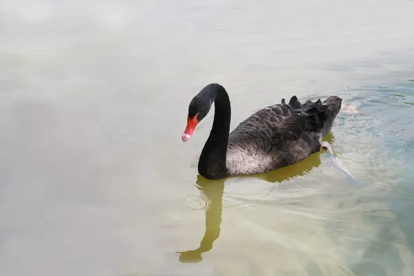 Siyah Kuğu gölde yüzmek — Stok fotoğraf