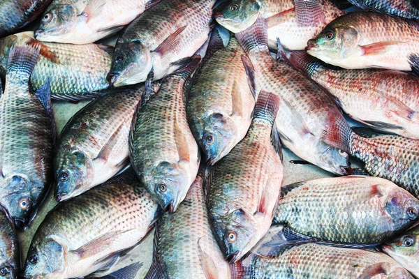 Fischhintergrund, Tilapia — Stockfoto
