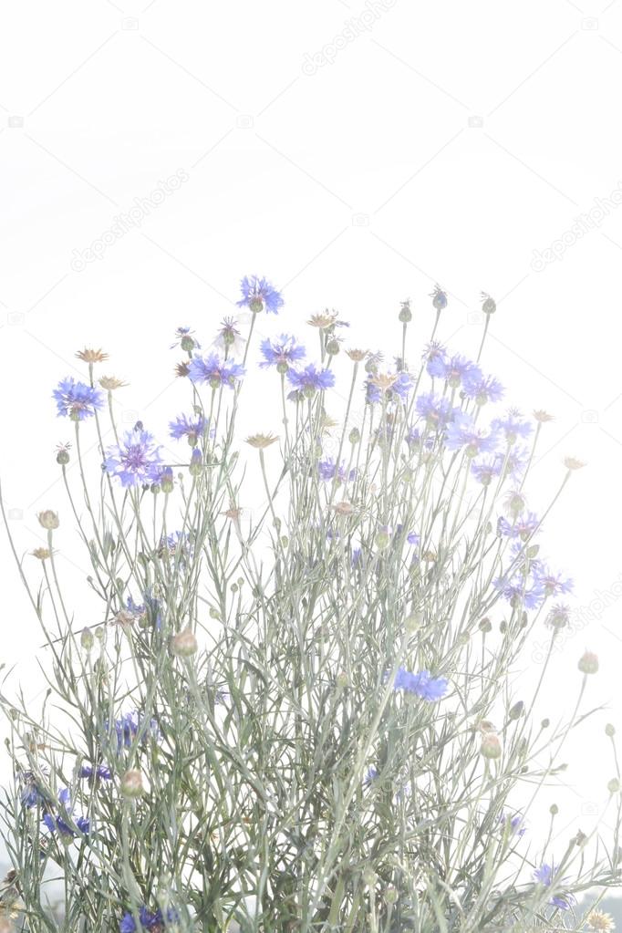 purple grass flower