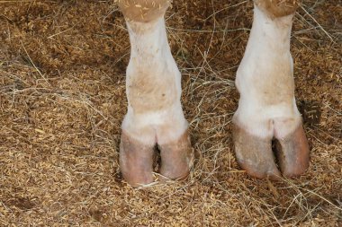 cow hoof feet clipart