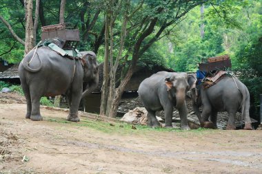 Elephant in forest, Chiang Mai, Thailand clipart