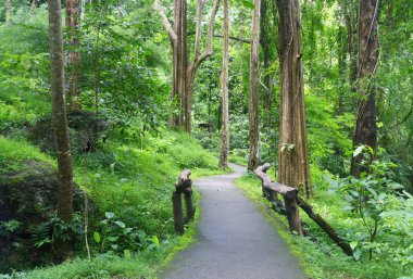 Yolun girişinde orman, chiangmai, Tayland