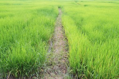 Tayland 'daki pirinç tarlası