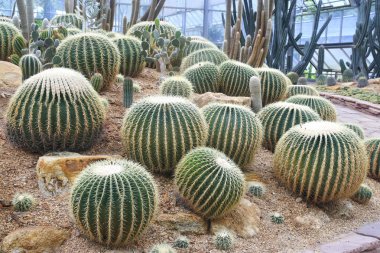 büyük yuvarlak bir kaktüs alan