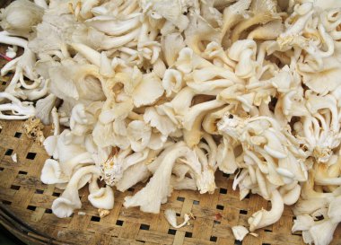 mantar sepeti, Tayland