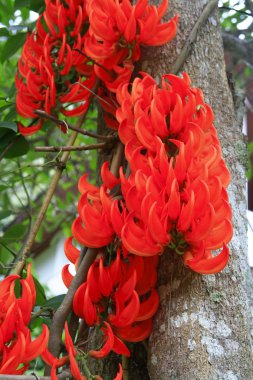 newguinea sarmaşık