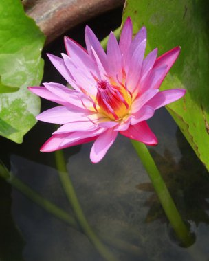 pembe lotus