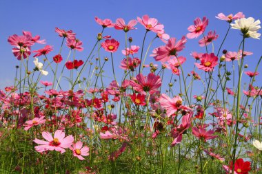 Cosmos Pembe Çiçek Bahçe