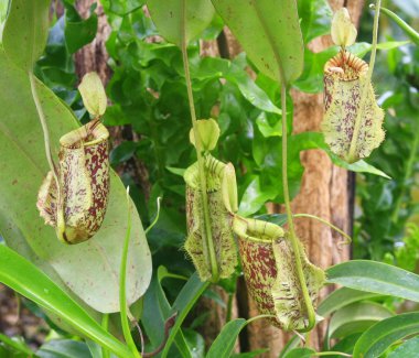Yeşil nepenthes