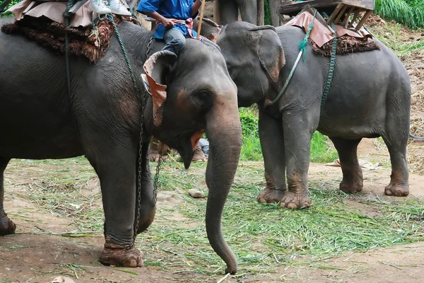 Elephant — Stock Photo, Image