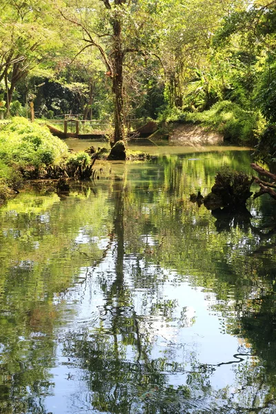 Yeşil orman ve nehir, chiang mai, Tayland — Stok fotoğraf