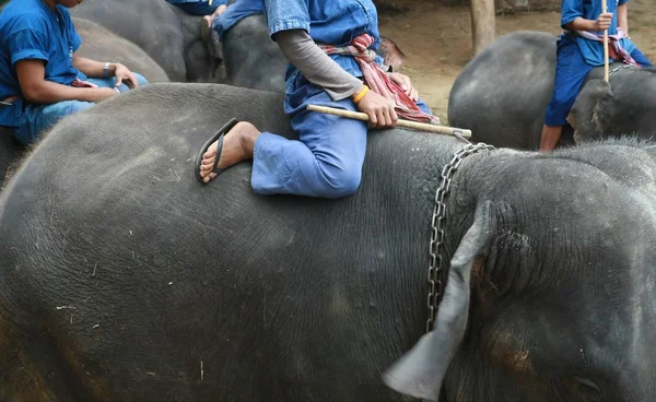 A mahout ride elefante, Chiang Mai, Thailandia — Foto Stock