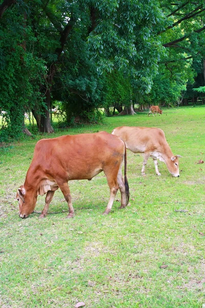 Koe in landbouwgrond — Stockfoto