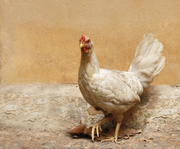 Huhn mit Ruinenmauer — Stockfoto