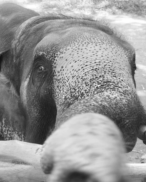 코끼리 눈 — 스톡 사진