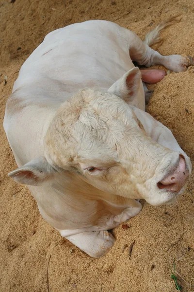 Vaca Charolais — Fotografia de Stock