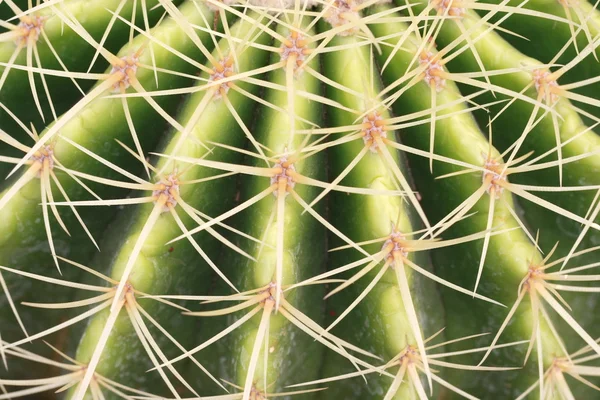 Cactus texture — Stock Photo, Image