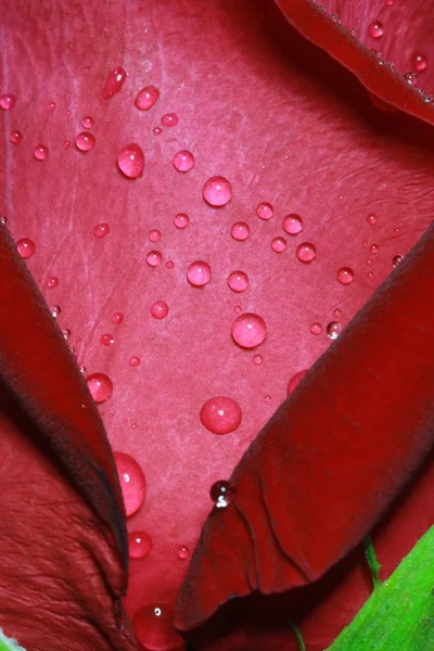 Gota de orvalho de água na superfície de rosa vermelha — Fotografia de Stock
