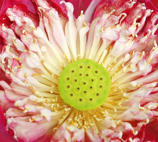 Lotus seed pot and pollen, natural — Stock Photo, Image