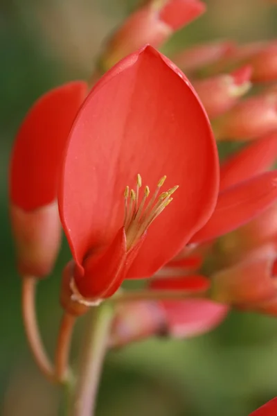 Polen de flor roja — Foto de Stock