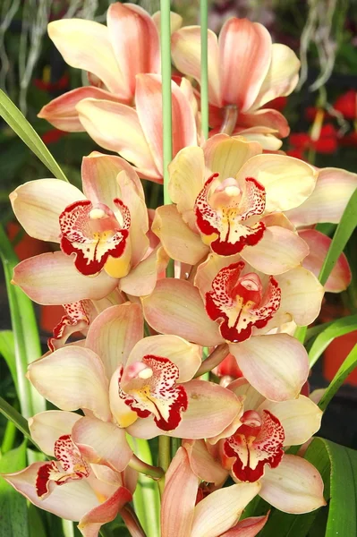 Орхидея, цимбидий — стоковое фото