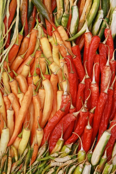 Colorful chili background — Stock Photo, Image