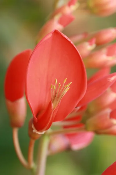 Polen de flor roja — Foto de Stock