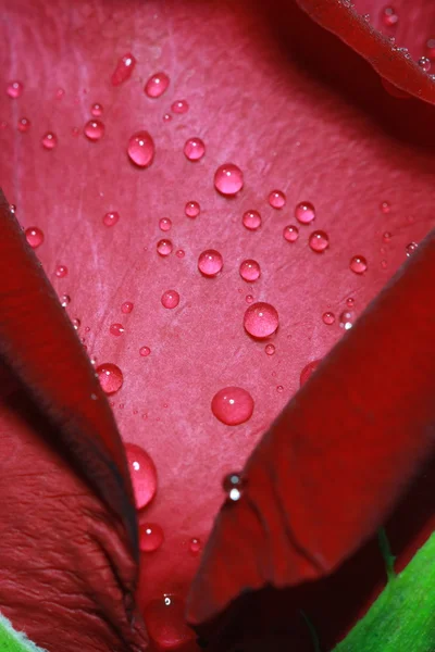 Wassertautropfen auf roter Rosenoberfläche — Stockfoto