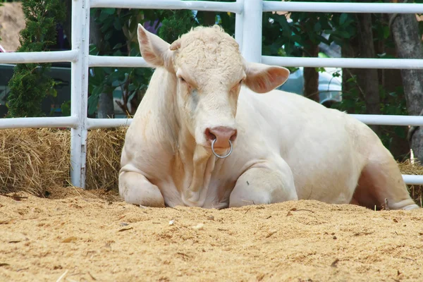 Charolais kráva — Stock fotografie