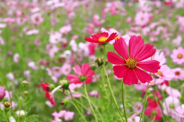 Розовый цветок в саду — стоковое фото