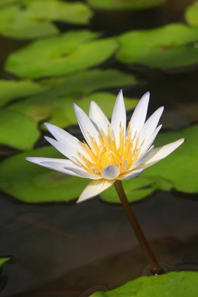 Lotus — Stockfoto