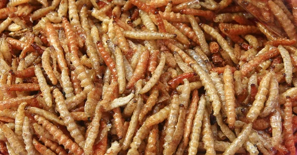 Fried bamboo larvae ,snack in Thailand — Stock Photo, Image