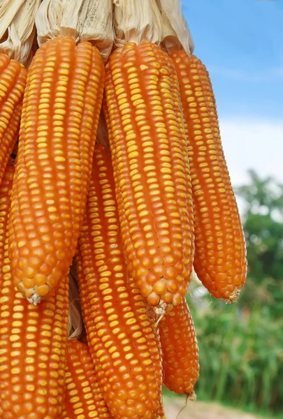 Сира кукурудза і садовий фон — стокове фото