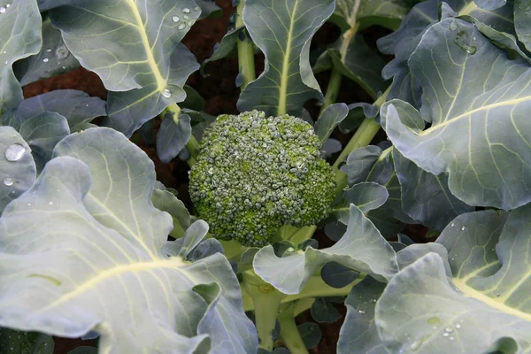 Brokkoli im Garten — Stockfoto