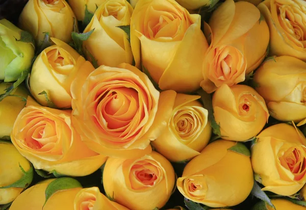 Yellow rose — Stock Photo, Image