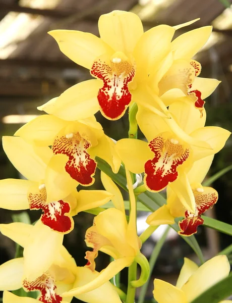 Orquídea amarilla en jardín, cymbidium — Foto de Stock