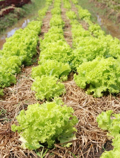 Cultiver la laitue en rangs dans le potager — Photo