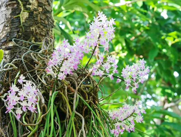 Orquídeas silvestres raras en Tailandia — Foto de Stock