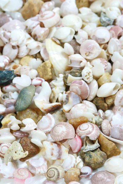 Seashell — Stock Photo, Image