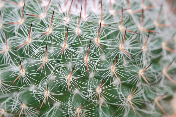Cactus texture — Stock Photo, Image